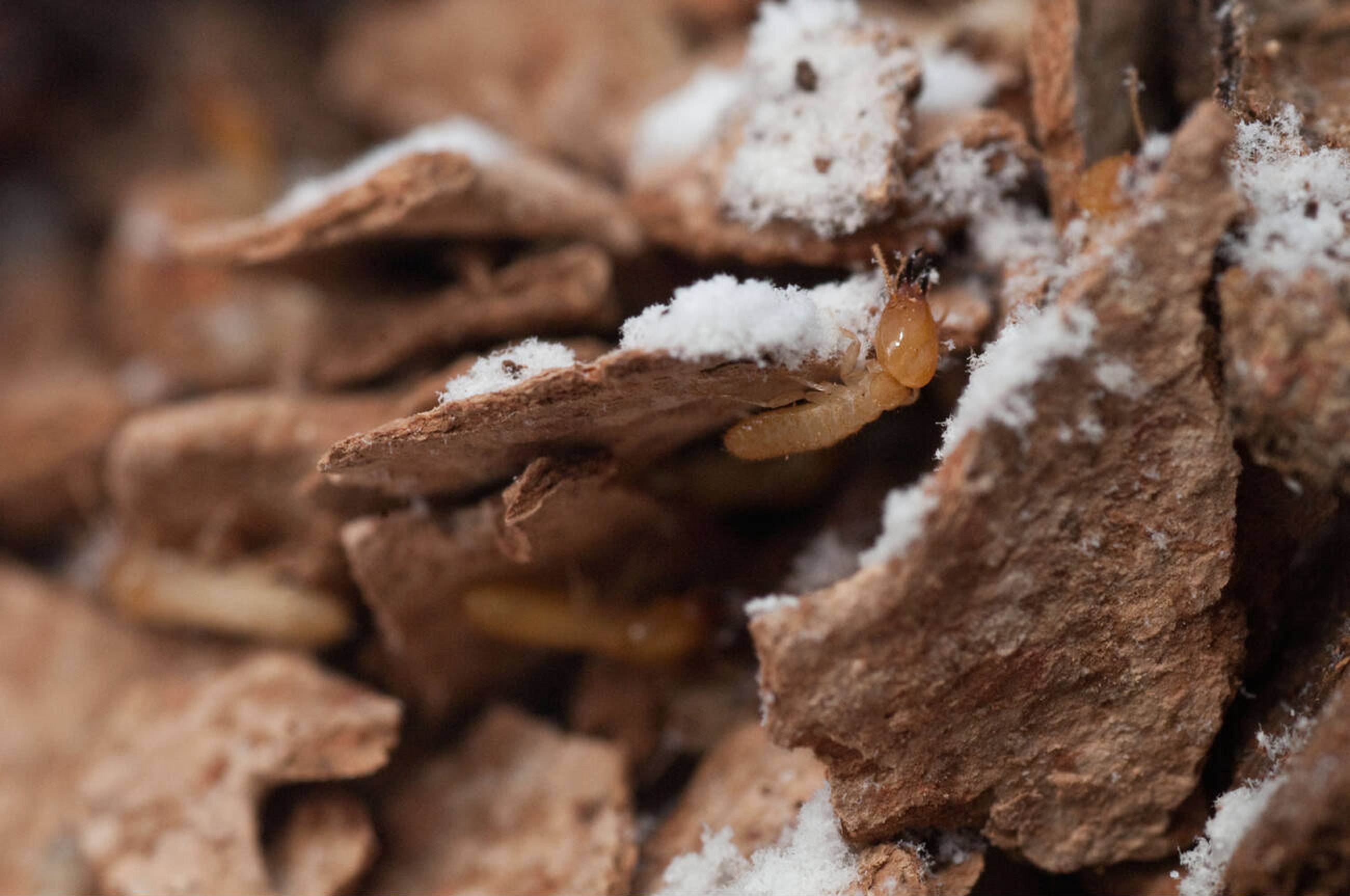 Termite Control Services in Nairobi